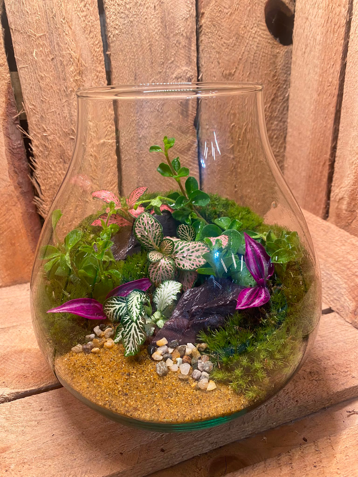 Ready-made Terrarium – Fran Jar