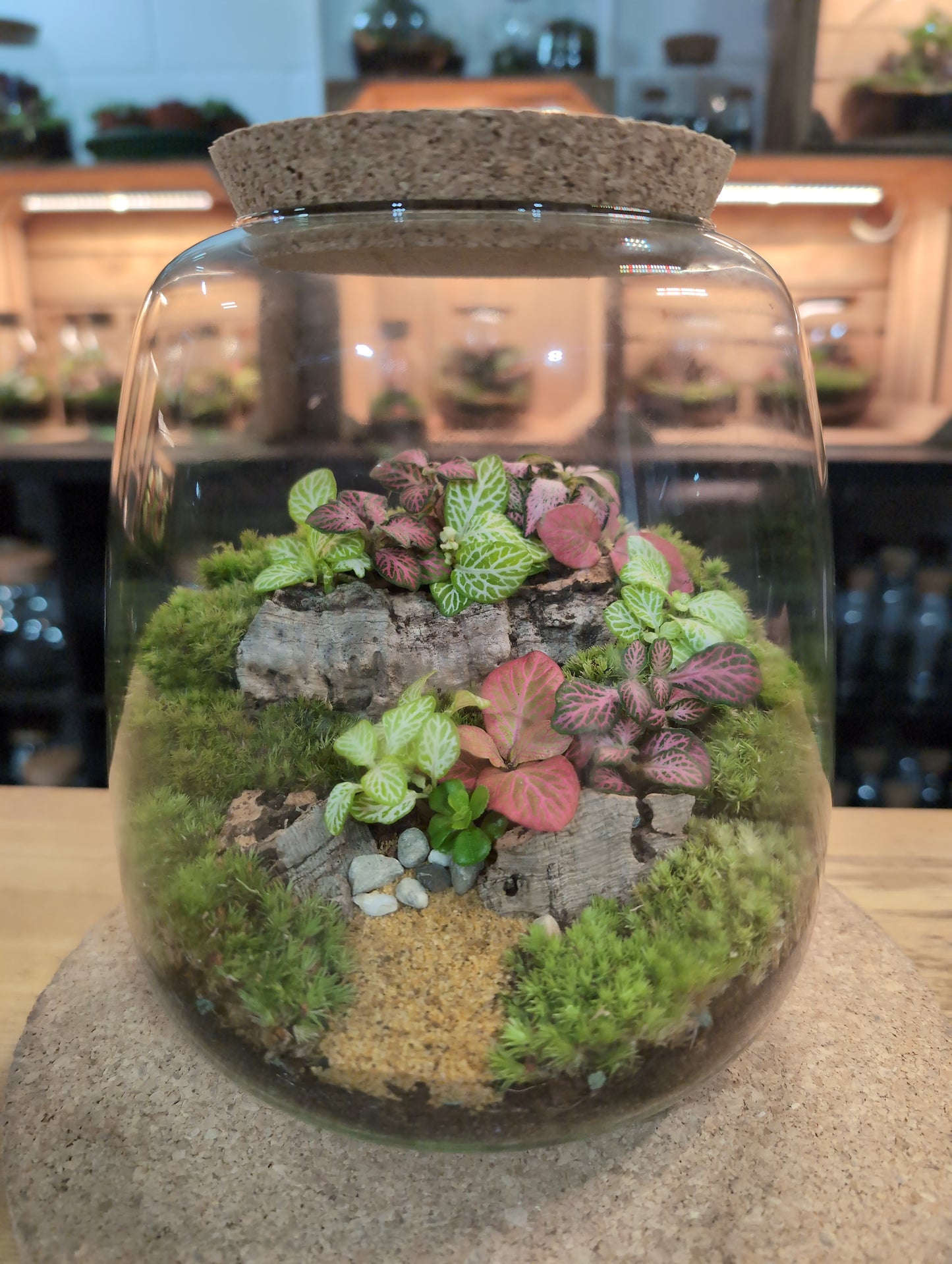 Ready-made Terrarium – Anna Jar