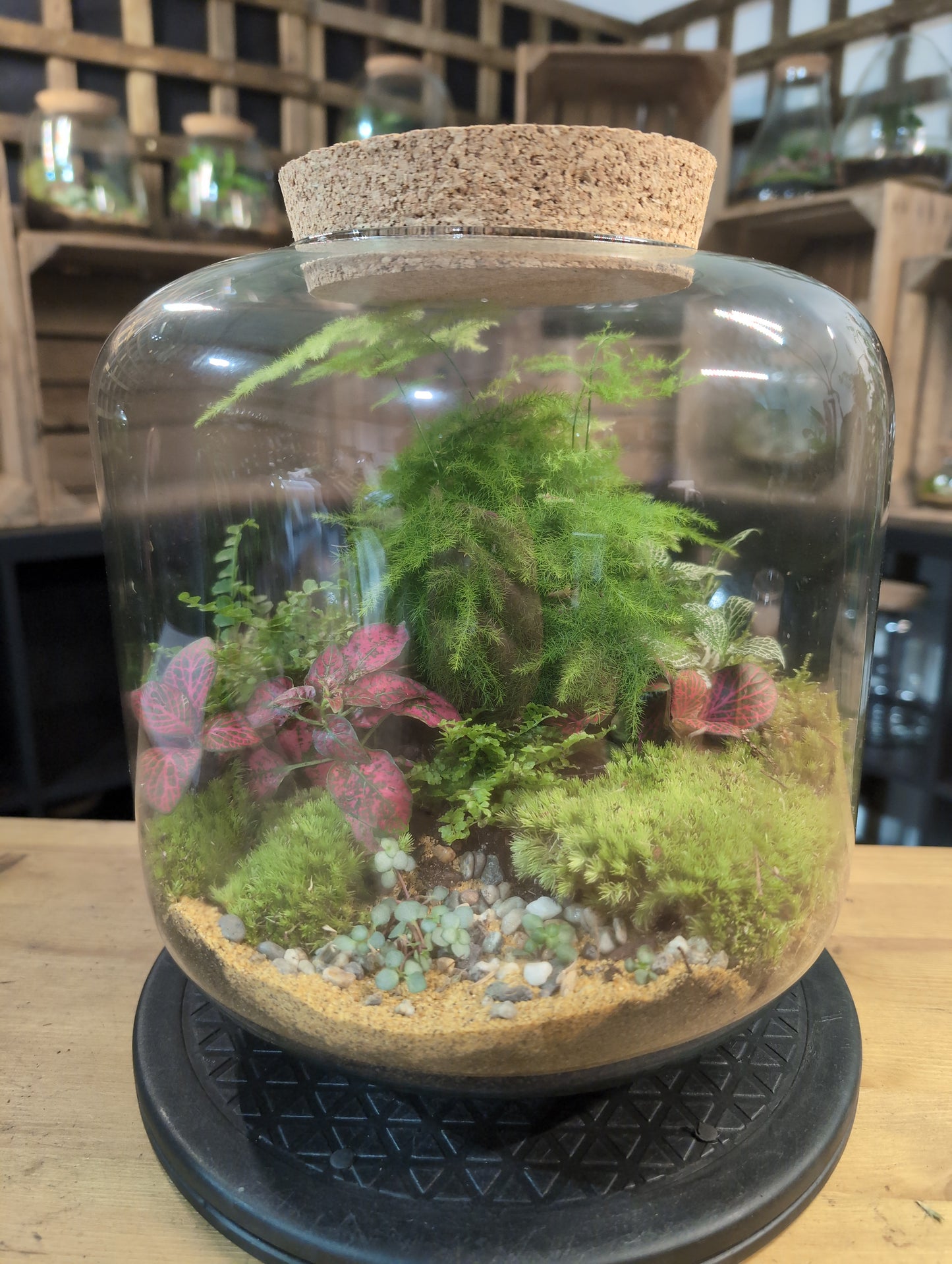 Premade Terrariums