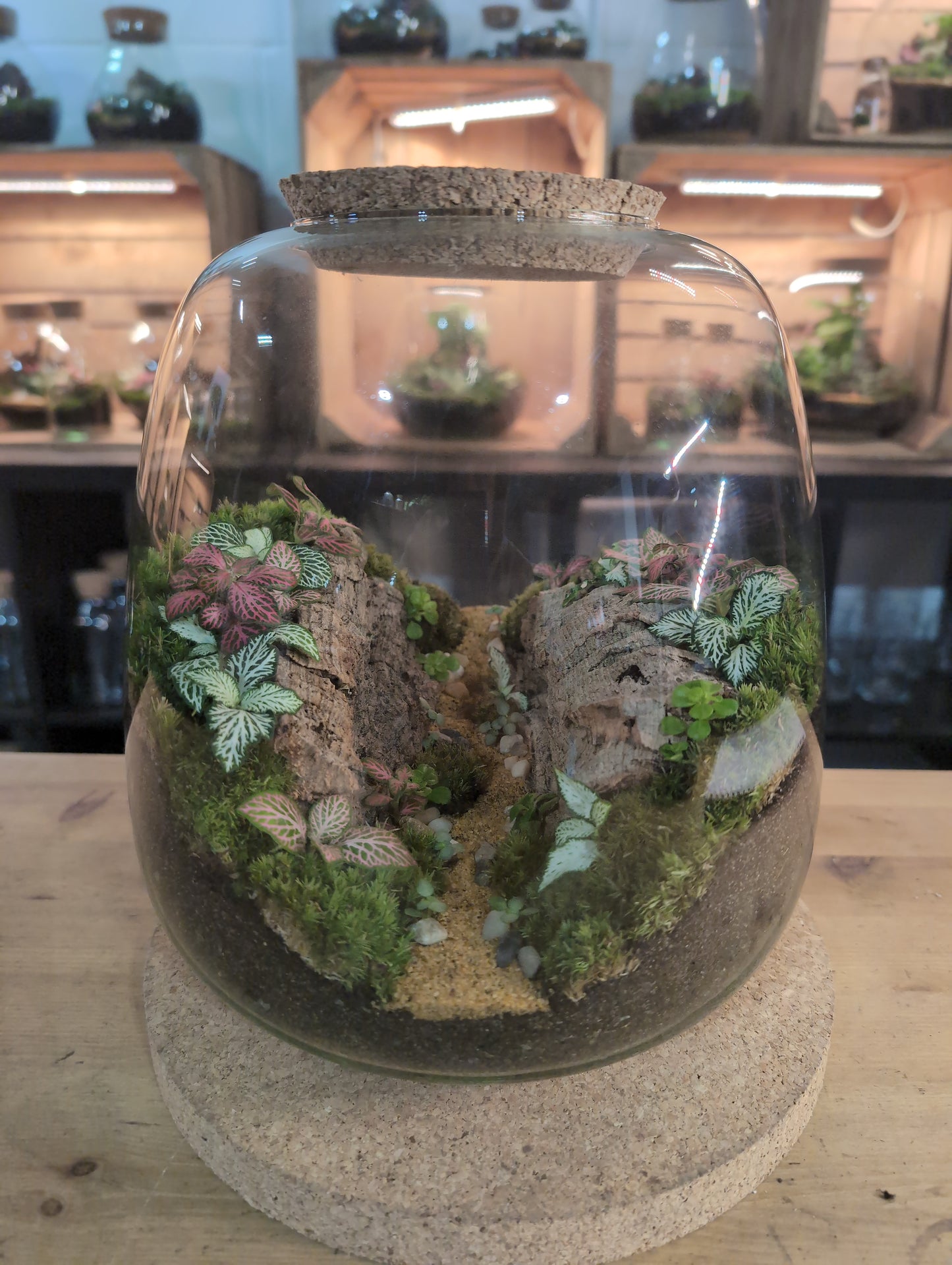Ready-made Terrarium – Hannah Jar
